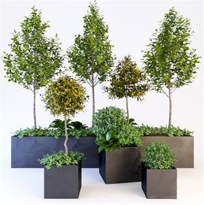 Trees